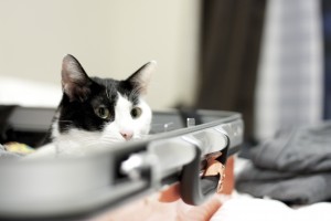 photo of Erica's second cat inside a suitcase in Adventures in Expat Land