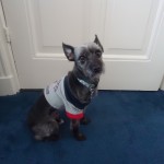 small black dog wearing a little t-shirt on Adventures in Expat Land